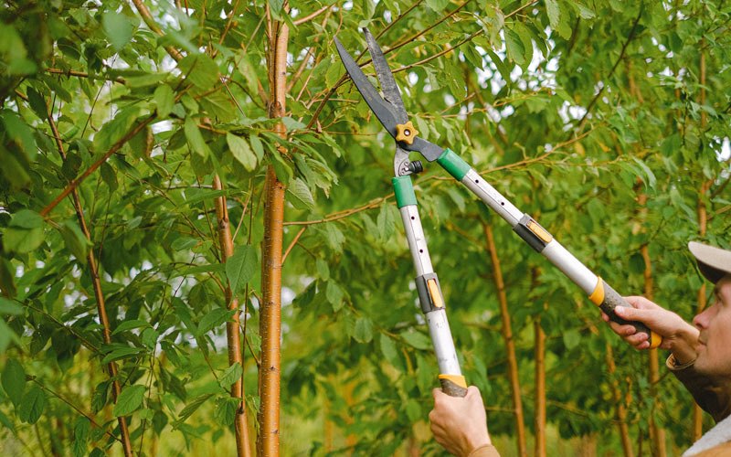 Tree trimming in Polk City, IA